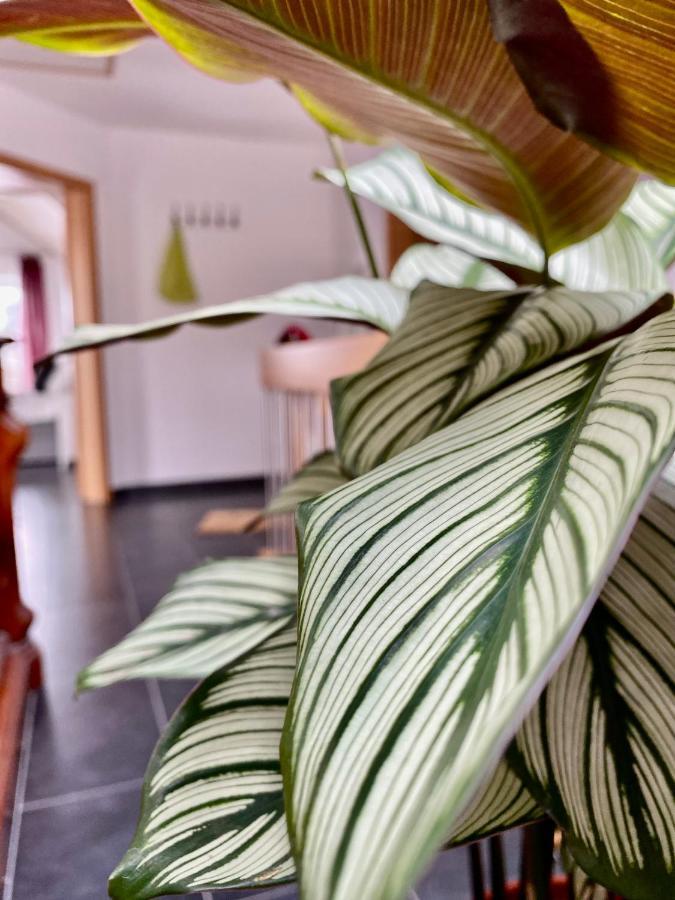 Moderne Ferienwohnung Seeblick Freudenberg  Eksteriør bilde